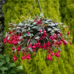 Fuchsia Marinka Live Plant - Hardy Red Trailing Flower for Hanging Baskets, 4-6 Inch Tall - Image 3
