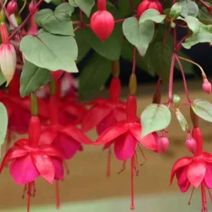 Fuchsia Marinka Live Plant - Hardy Red Trailing Flower for Hanging Baskets, 4-6 Inch Tall - Image 4