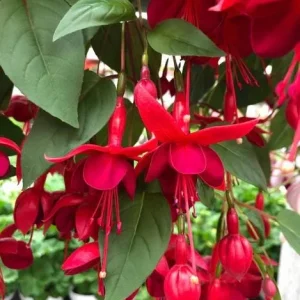 Fuchsia Marinka Live Plant - Hardy Red Trailing Flower for Hanging Baskets, 4-6 Inch Tall - Image 5