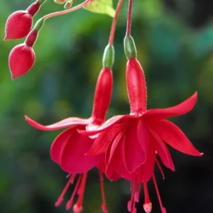 Fuchsia Marinka Live Plant - Hardy Red Trailing Flower for Hanging Baskets, 4-6 Inch Tall - Image 6