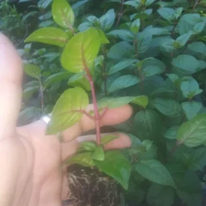 Fuchsia Marinka Live Plant - Hardy Red Trailing Flower for Hanging Baskets, 4-6 Inch Tall - Image 7