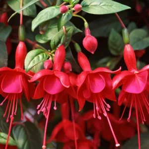 Fuchsia Marinka Live Plant - Hardy Red Trailing Flower for Hanging Baskets, 4-6 Inch Tall - Image 1