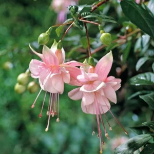 Fuchsia Southgate Live Plant - 2-4 Inch Tall - Pink White Blooms for Hanging Baskets & Shade Gardens - Image 3