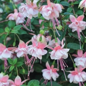 Fuchsia Southgate Live Plant - Hardy Flower for Hanging Baskets, 4-6 Inch Tall - Image 1