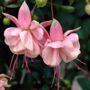 Fuchsia Southgate Live Plant - Hardy Flower for Hanging Baskets, 4-6 Inch Tall - Image 2