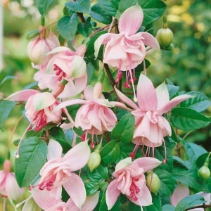 Fuchsia Southgate Live Plant - Hardy Flower for Hanging Baskets, 4-6 Inch Tall - Image 3