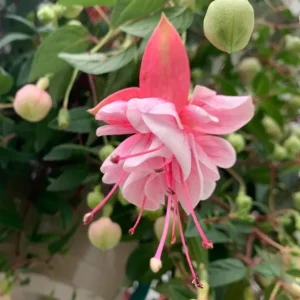 Fuchsia Southgate Live Plant - Hardy Flower for Hanging Baskets, 4-6 Inch Tall - Image 4