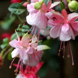 Fuchsia Southgate Live Plant - Hardy Flower for Hanging Baskets, 4-6 Inch Tall - Image 5