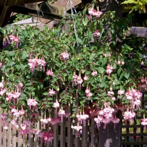 Fuchsia Southgate Live Plant - Hardy Flower for Hanging Baskets, 4-6 Inch Tall - Image 6