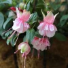 Fuchsia Southgate Live Plant Set of 2 - 2-4 Inch Tall Pink White Blooms - Image 1