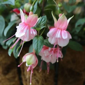 Fuchsia Southgate Live Plant Set of 2 - 2-4 Inch Tall Pink White Blooms - Image 1