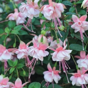Fuchsia Southgate Live Plant Set of 2 - 2-4 Inch Tall Pink White Blooms - Image 2