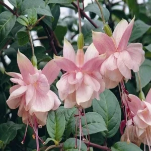 Fuchsia Southgate Live Plant Set of 2 - 2-4 Inch Tall Pink White Blooms - Image 3