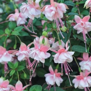 Fuchsia Southgate Live Starter Plant - Set of 2, 2-4 Inch Tall, Pink White Blooms, Hanging Baskets, Shade Garden - Image 2