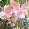 Fuchsia Southgate Live Starter Plant - Set of 2, 2-4 Inch Tall, Pink White Blooms, Hanging Baskets, Shade Garden - Image 1