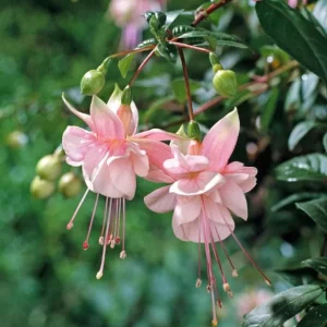 Fuchsia Southgate Live Starter Plant - Set of 2, 2-4 Inch Tall, Pink White Blooms, Hanging Baskets, Shade Garden - Image 3