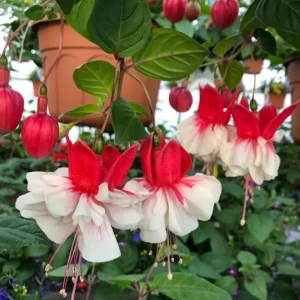 Fuchsia Swingtime Live Plant - Trailing Red & White Flowers for Hanging Baskets - Image 3
