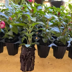 Fuchsia Swingtime Live Plant - Trailing Red & White Flowers for Hanging Baskets - Image 6