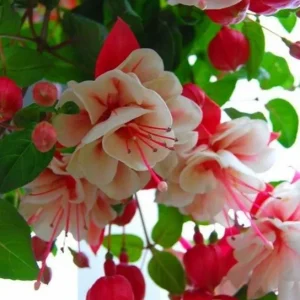 Fuchsia 'White Eyes' Live Plant - Hardy White-Red Trailing Flower for Hanging Baskets, 4-6 Inch Tall - Image 2