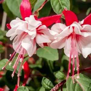 Fuchsia 'White Eyes' Live Plant - Hardy White-Red Trailing Flower for Hanging Baskets, 4-6 Inch Tall - Image 3