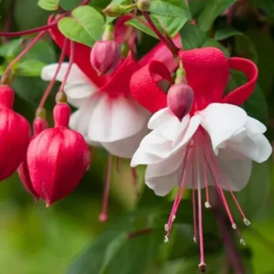 Fuchsia 'White Eyes' Live Plant - Hardy White-Red Trailing Flower for Hanging Baskets, 4-6 Inch Tall - Image 4