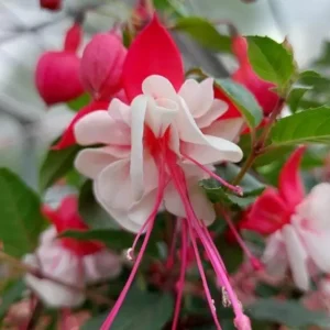 Fuchsia 'White Eyes' Live Plant - Hardy White-Red Trailing Flower for Hanging Baskets, 4-6 Inch Tall - Image 5