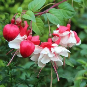 Fuchsia 'White Eyes' Live Plant - Hardy White-Red Trailing Flower for Hanging Baskets, 4-6 Inch Tall - Image 6