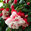 Fuchsia 'White Eyes' Live Plant - Hardy White-Red Trailing Flower for Hanging Baskets, 4-6 Inch Tall - Image 1