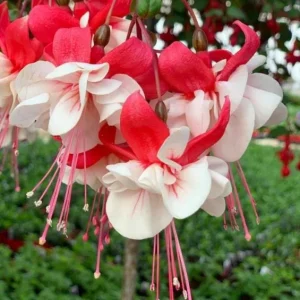 Fuchsia 'White Eyes' Live Plant - Hardy White-Red Trailing Flower for Hanging Baskets, 4-6 Inch Tall - Image 7
