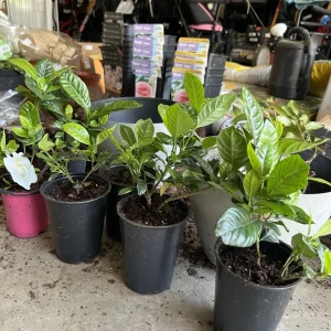 Gardenia Live Plant Double Jasmine White Gardenia Flower 4-7 Inch Tall Potted - Image 2