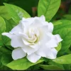 Gardenia Live Plant Double Jasmine White Gardenia Flower 4-7 Inch Tall Potted - Image 1