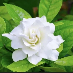 Gardenia Live Plant Double Jasmine White Gardenia Flower 4-7 Inch Tall Potted - Image 1