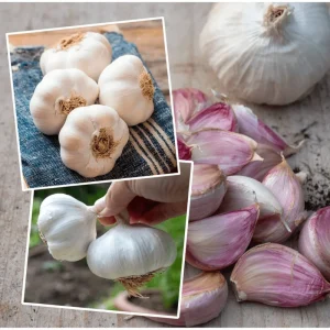 Garlic Cloves for Planting - 0.5 Pound (Allium sativum) - Mixcolor - Image 2