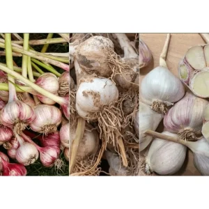 Garlic Cloves for Planting - 0.5 Pound (Allium sativum) - Mixcolor - Image 4