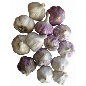Garlic Cloves for Planting - 0.5 Pound (Allium sativum) - Mixcolor - Image 5