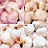 Garlic Cloves for Planting - 0.5 Pound (Allium sativum) - Mixcolor - Image 1