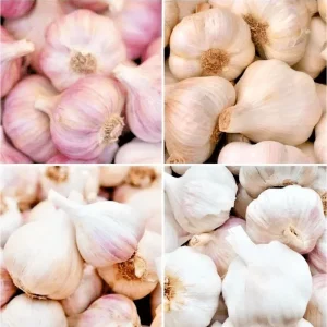 Garlic Cloves for Planting - 0.5 Pound (Allium sativum) - Mixcolor - Image 1
