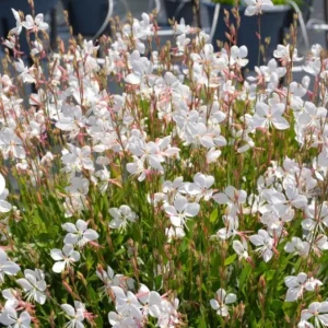 Gaura Steffi White Live Plug Plant – 2 Pack – 3-6 Inch Tall – Elegant White Flowering Plant for Outdoor Gardens - Image 2