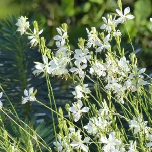 Gaura Steffi White Live Plug Plant – 2 Pack – 3-6 Inch Tall – Elegant White Flowering Plant for Outdoor Gardens - Image 4