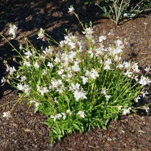 Gaura Steffi White Live Plug Plant – 2 Pack – 3-6 Inch Tall – Elegant White Flowering Plant for Outdoor Gardens - Image 5
