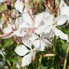 Gaura Steffi White Live Plug Plant – 2 Pack – 3-6 Inch Tall – Elegant White Flowering Plant for Outdoor Gardens - Image 1