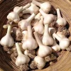 German Hardneck Garlic Bulbs for Planting - Heirloom White - 1 Pound - Image 1