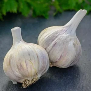 German Red Garlic Seeds - Non-GMO, Healthy, Fast Growing - 500+ Count - Image 4