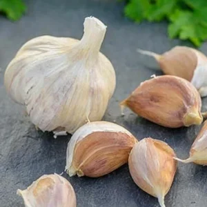 German Red Garlic Seeds - Non-GMO, Healthy, Fast Growing - 500+ Count - Image 5