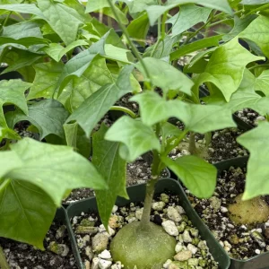 Gerrardanthus Macrorhizus Caudex Plant – Live Succulent in 4 Inch Pot - Image 2