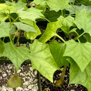 Gerrardanthus Macrorhizus Caudex Plant – Live Succulent in 4 Inch Pot - Image 3