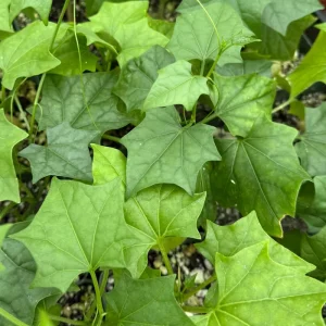 Gerrardanthus Macrorhizus Caudex Plant – Live Succulent in 4 Inch Pot - Image 4