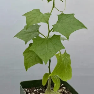 Gerrardanthus Macrorhizus Caudex Plant – Live Succulent in 4 Inch Pot - Image 1