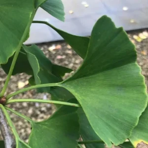 Ginkgo Biloba Live Plant – 8 Inch Tall Seedling in 4 Inch Pot – Hardy Deciduous Tree - Image 2