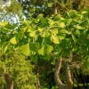 Ginkgo Biloba Live Plant – 8 Inch Tall Seedling in 4 Inch Pot – Hardy Deciduous Tree - Image 1
